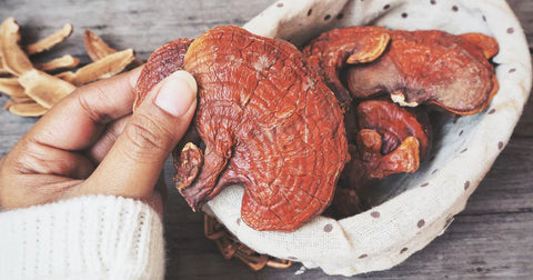 Reishi Mushroom Benefits, Usage, and Side Effects