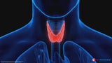Thyroid Support: Vitamin, Herb & Mineral Support Formula